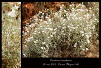 Cerastium-tomentosum