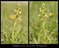 Coeloglossum-viride