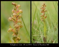 Coeloglossum-viride2