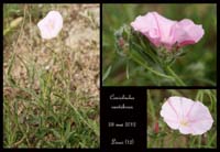 Convolvulus-cantabrica