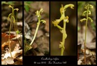 Corallorhiza-trifida