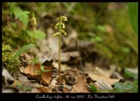 Corallorhiza-trifida2