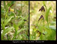 Cypripedium-calceolus