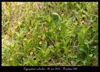 Cypripedium-calceolus2