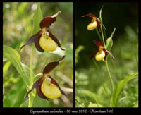 Cypripedium-calceolus3