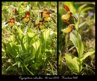 Cypripedium-calceolus4