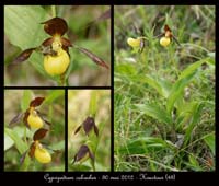 Cypripedium-calceolus5