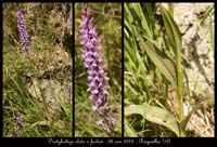 Dactylorhiza-elata-x-fuchsii