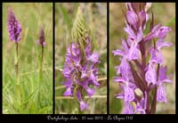 Dactylorhiza-elata
