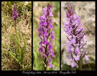 Dactylorhiza-elata2