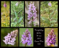 Dactylorhiza-fuchsii