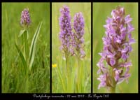 Dactylorhiza-incarnata