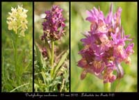 Dactylorhiza-sambucina