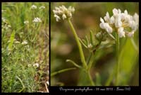 Dorycnium-pentaphyllum