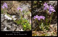 Erinus-alpinus