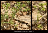Euphorbia-exilis
