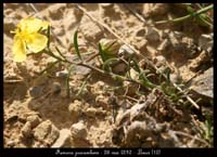 Fumana-procumbens2