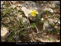 Fumana-procumbens3