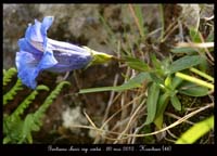 Gentiana-clusii-ssp-costei