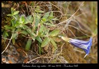 Gentiana-clusii-ssp-costei2