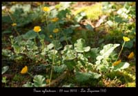 Geum-sylvaticum