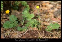 Geum-sylvaticum2