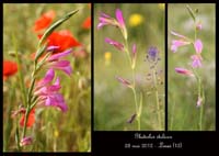 Gladiolus-italicus