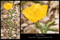 Glaucium-flavum