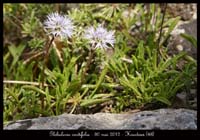 Globularia-cordifolia