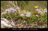Globularia-cordifolia2