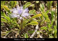 Globularia-cordifolia3