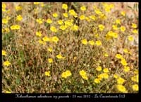 Helianthemum-oelandicum-ssp-pourreti