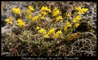 Helianthemum-oelandicum