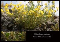 Helianthemum-oelandicum2