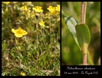Helianthemum-oelandicum3