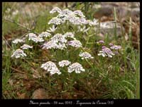 Iberis-pinnata2