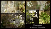 Kernera-saxatilis