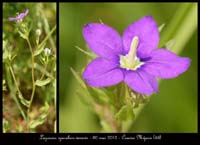 Legousia-speculum-veneris