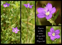 Legousia-speculum-veneris2