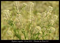 Lepidium-campestre