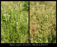 Lepidium-campestre2