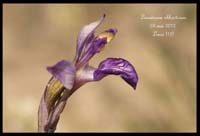 Limodorum-abhortivum