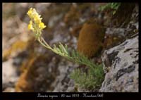 Linaria-supina