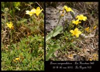 Linum-campanulatum