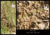 Linum-leonii