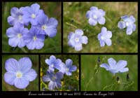 Linum-narbonense