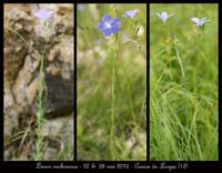 Linum-narbonense2