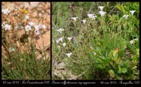 Linum-suffruticosum-ssp-appressum