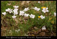Linum-suffruticosum-ssp-appressum2