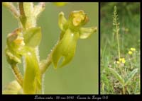 Listera-ovata